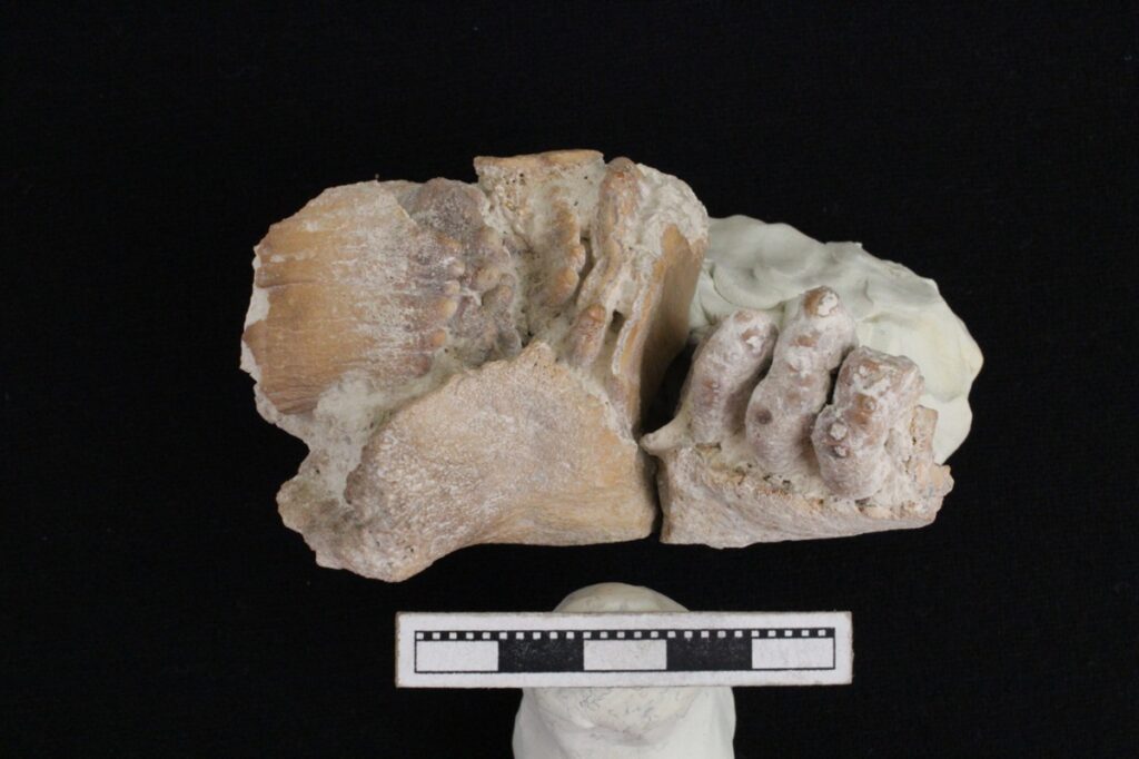 Científicos mexicanos revelan la dieta del primer bebé mamut estudiado en México 1
