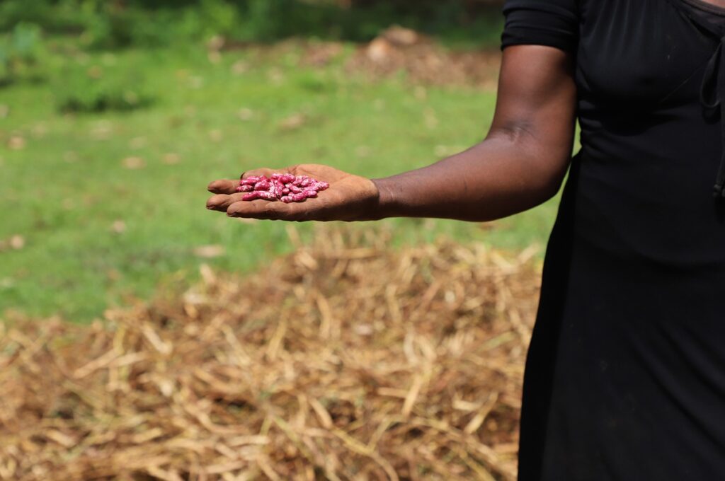 Cómo la agricultura sostenible transformó una tierra estéril en una granja próspera 