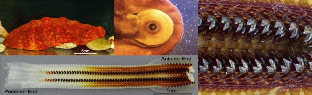 Científicos revelan cómo los quitones fabrican dientes ultraduros y magnéticos 
