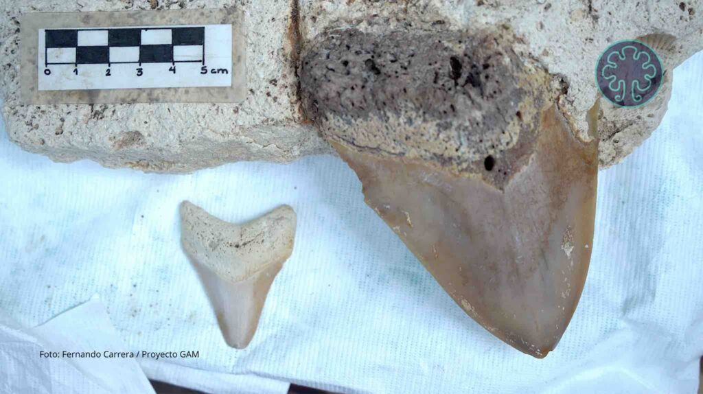 Descubren dientes de megalodón en Tulum: el primer hallazgo científico en Quintana Roo