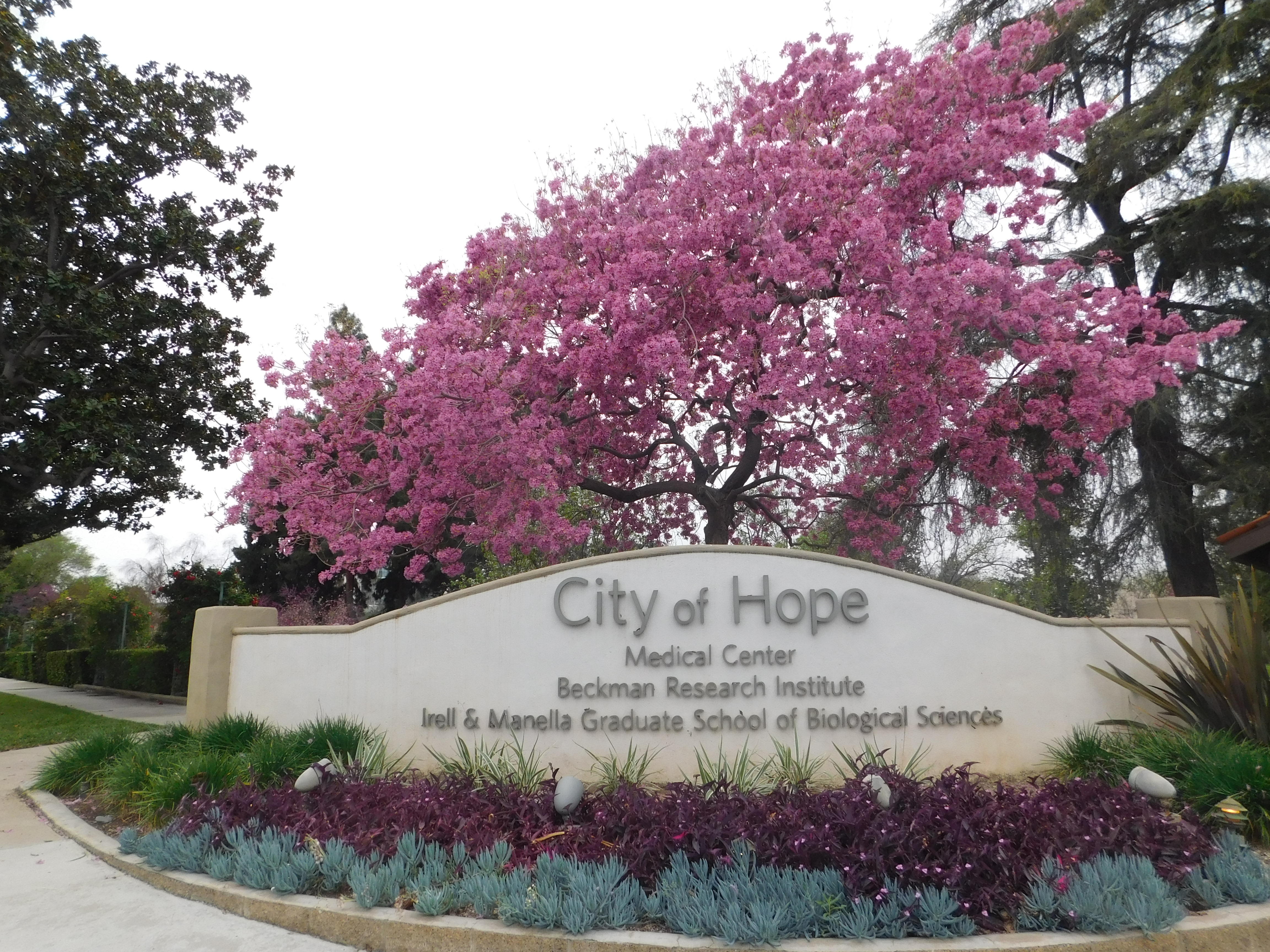 City of Hope, cáncer