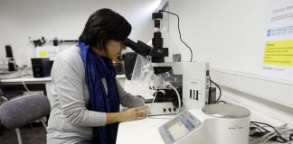 Científicos utilizan cepas de bacterias modificadas para tratar el cáncer