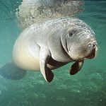 EEUU retira a los manatíes de su lista de especies en peligro de extinción EEUU retira a los manatíes de su lista de especies en peligro de extinción