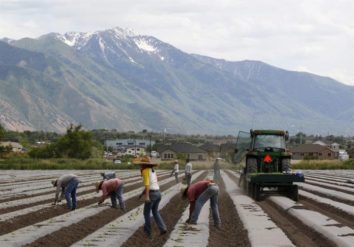 Granjeros temen escasez de trabajadores en los campos de Carolina del Norte