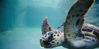 El ADN residual puede revolucionar el conocimiento de las especies marinas El ADN residual puede revolucionar el conocimiento de las especies marinas