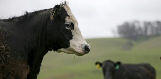 China importará carne bovina de Estados Unidos