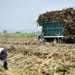 Importación de azúcar desde México continuará libre de impuestos