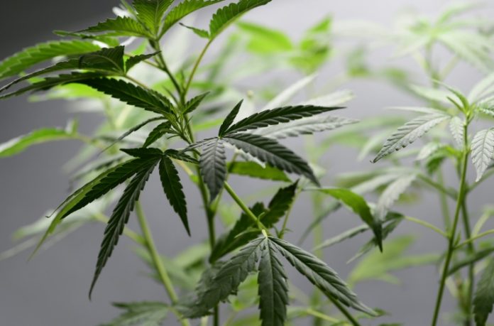 La venta de marihuana en farmacias comienza el miércoles en Uruguay La venta de marihuana en farmacias comienza el miércoles en Uruguay