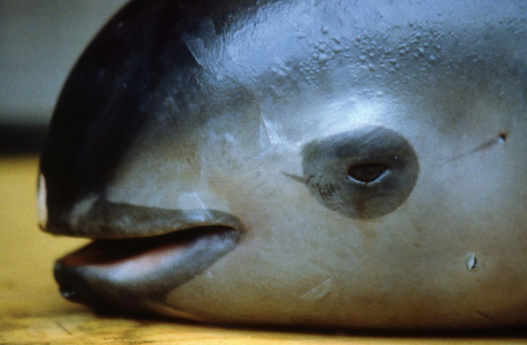 Acusan al gobierno mexicano de la inminente extinción de la vaquita marina