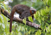 Casi 400 nuevas especies fueron descubiertas en la Amazonía