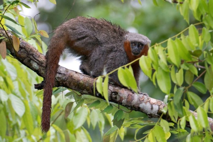 Casi 400 nuevas especies fueron descubiertas en la Amazonía