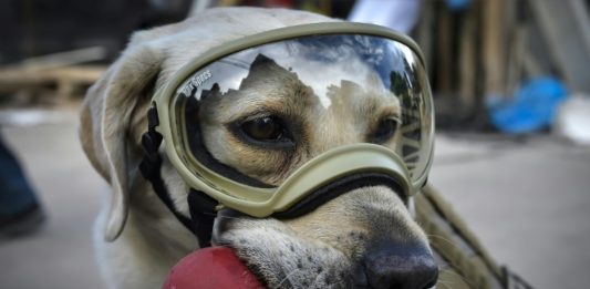 Frida, la heroica perrita rescatista que conquistó a México tras el sismo