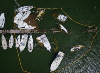 El ecosistema de Puerto Rico demorará 10 años en recuperarse del huracán María
