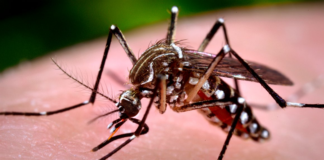 Zika podría transmitirse por contacto sexual