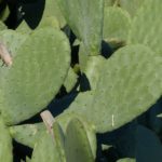 Autoridades de salud de California aconsejan no consumir nopales importados de México