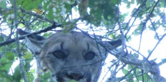 Encuentran restos de puma protegido en Malibú Canyon Road