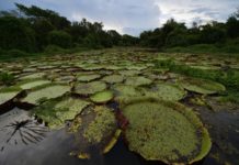 Claves para entender el Pantanal vegetacion AFP