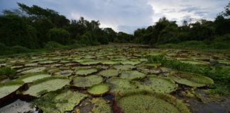 Claves para entender el Pantanal vegetacion AFP