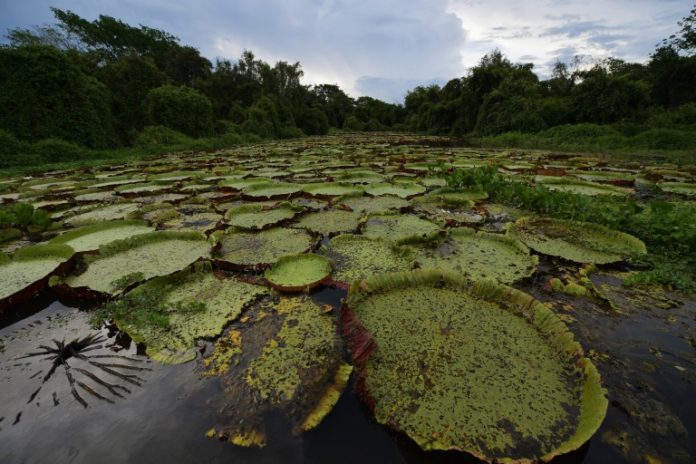 Claves para entender el Pantanal vegetacion AFP