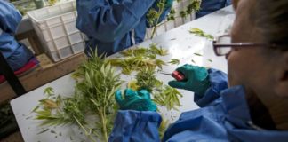 Comercializan el primer fitofármaco chileno en base a cannabis