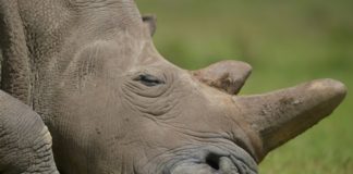 Las especies pagan el costo de la superstición y los charlatanes rhino