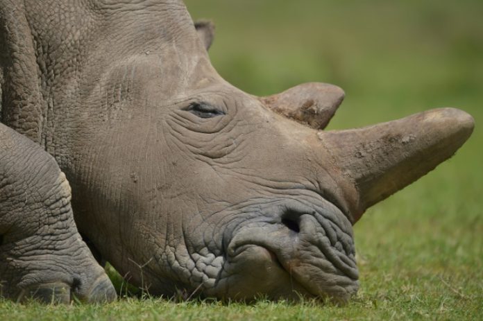 Las especies pagan el costo de la superstición y los charlatanes rhino