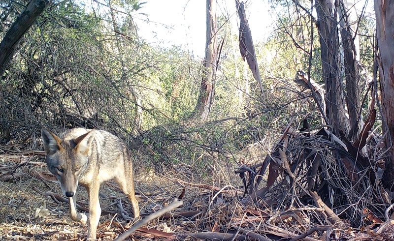 Usarán cámaras remotas para estudiar fauna del río Los Ángeles