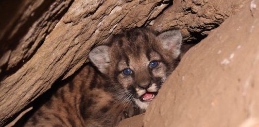 Crece población de pumas en montañas de Santa Mónica