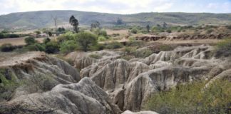 Chile devuelve a Bolivia 42 piezas fósiles de unos 420 millones de años