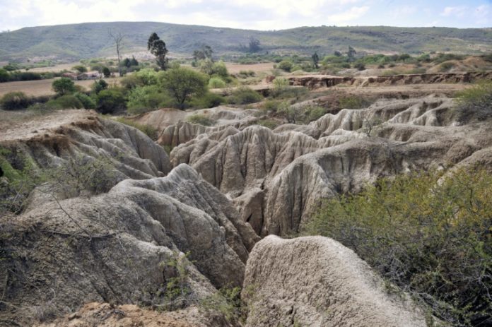 Chile devuelve a Bolivia 42 piezas fósiles de unos 420 millones de años