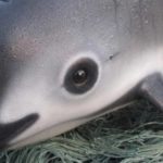 Prohíben importar pescados y mariscos de México para salvar vaquita marina