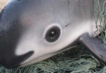 Prohíben importar pescados y mariscos de México para salvar vaquita marina