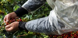 Centroamérica busca estrategias para atender a productores por crisis del café