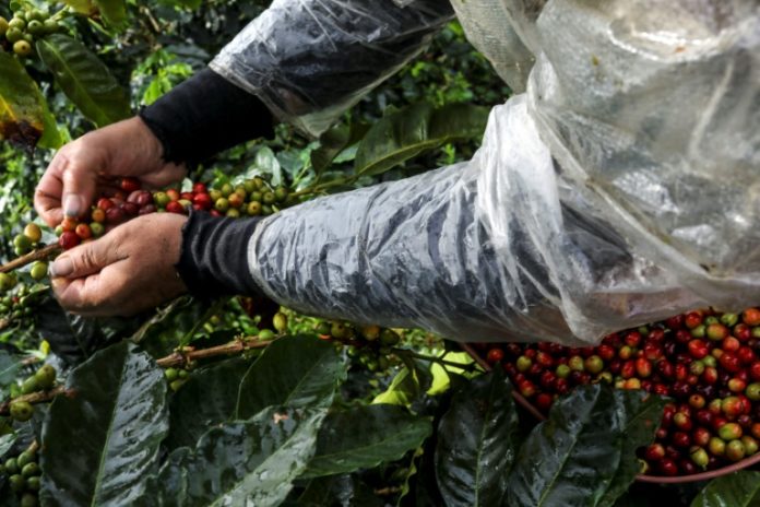 Centroamérica busca estrategias para atender a productores por crisis del café
