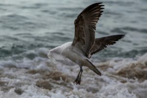 Chile, primer país suramericano en prohibir las bolsas de plástico