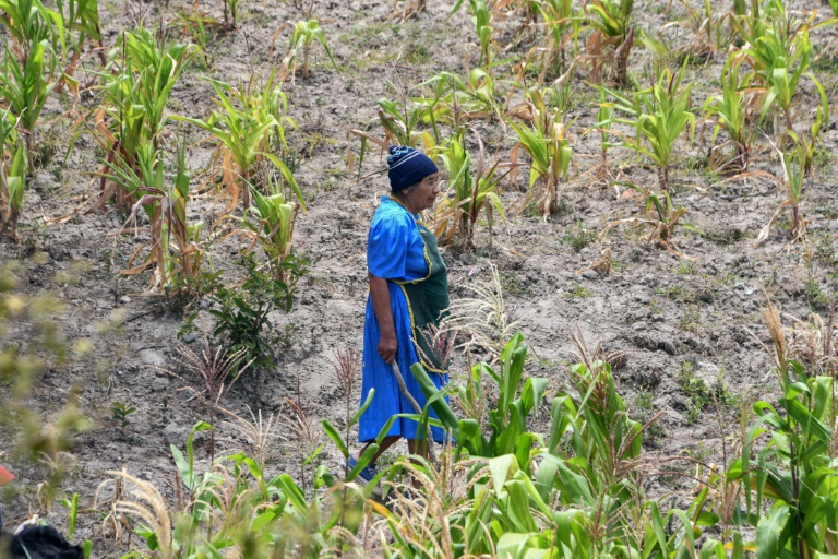 Emergencia alimentaria por pérdida de cosechas afecta a 170.300 familias hondureñas