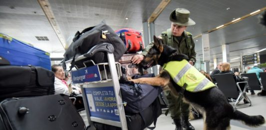 Sombra, la perra desplazada por la guerra de las drogas en Colombia