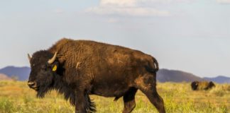 Bisontes sobreviven en México pese a barrera fronteriza con EEUU