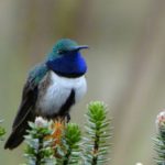 Ecuador deslumbra con atípico hallazgo de nueva especie de colibrí