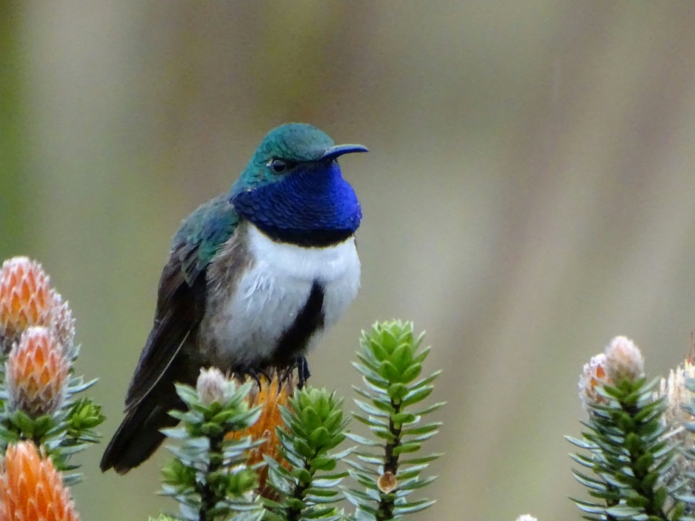 Ecuador deslumbra con atípico hallazgo de nueva especie de colibrí