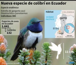 Ecuador deslumbra con atípico hallazgo de nueva especie de colibrí