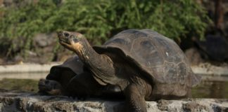 Denuncian robo de 123 tortugas bebés de centro de crianza en Galápagos