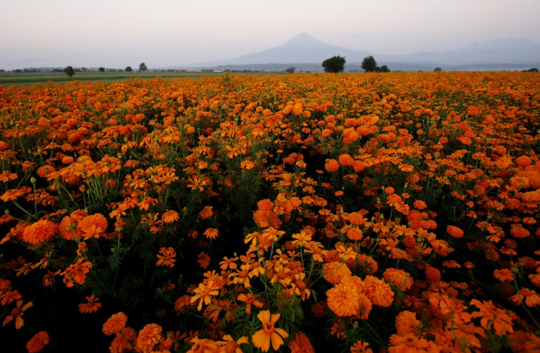 La encendida flor de cempasúchil inunda México para el Día de 