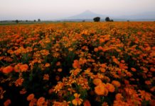 La encendida flor de cempasúchil inunda México para el Día de Muertos