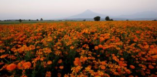 La encendida flor de cempasúchil inunda México para el Día de Muertos