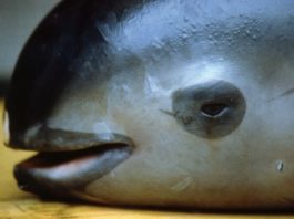 Vaquitas marinas en riesgo, avistadas en México, en el Golfo de California