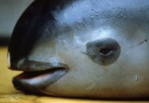 Vaquitas marinas en riesgo, avistadas en México, en el Golfo de California