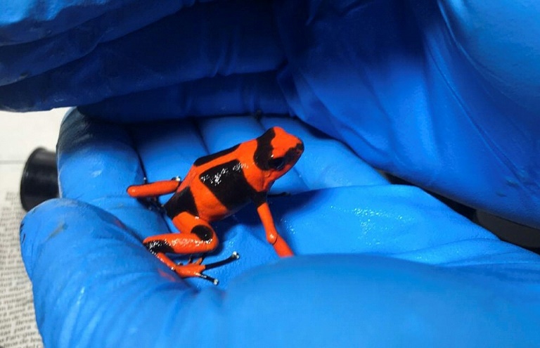 Colombia decomisa cargamento de ranas que serían traficadas en Alemania