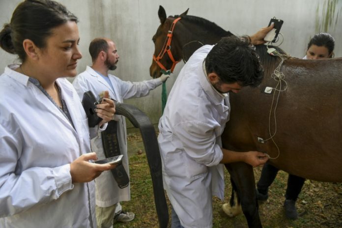 En busca del gen del caballo de polo argentino