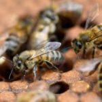 Juez ordena proteger abejas en Colombia ante amenaza de extinción